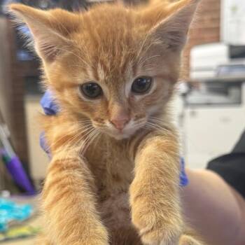 Matthew -  Domestic Short Hair Cat for Adoption in Birmingham, Alabama - Matthew | PetCurious