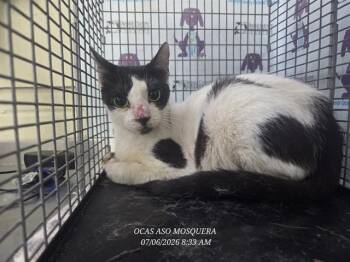 FETA -  Domestic Short Hair Cat for Adoption in Orlando, Florida - FETA | PetCurious