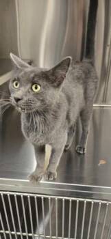 Calliope -  Domestic Short Hair Cat for Adoption in Daphne, Alabama - Calliope | PetCurious