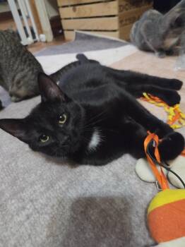 Ida -  Domestic Short Hair Cat for Adoption in Lincoln Park, Michigan - Ida | PetCurious