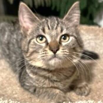 SELENA - THE SOFTEST, SWEETEST BENGAL -  Bengal Cat for Adoption in Oakwood, Georgia - SELENA - THE SOFTEST, SWEETEST BENGAL | PetCurious