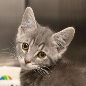 Elaine -  Domestic Short Hair Cat for Adoption in Ottawa, Kansas - Elaine | PetCurious
