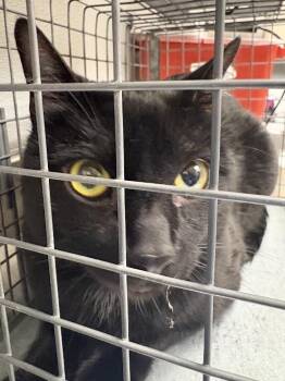 Domestic Short Hair Cats Available for Adoption in Las Vegas, Nevada - COCOA | PetCurious