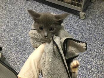 Domestic Short Hair Cats Available for Adoption in Thousand Palms, California - A1918820 | PetCurious