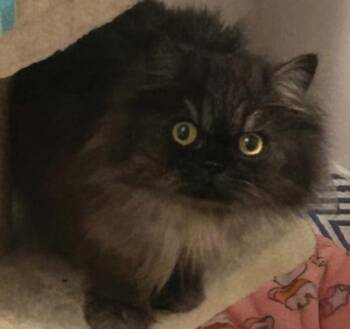 MISS BELLA -  Persian Cat for Adoption in Kenosha, Wisconsin - MISS BELLA | PetCurious