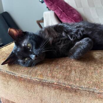 Black Panther -  Domestic Short Hair Cat for Adoption in Evanston, Illinois - Black Panther | PetCurious