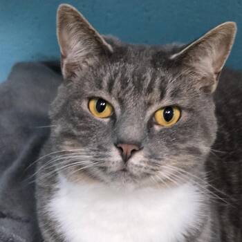 Tabby and Domestic Short Hair Cats Available for Adoption in Milledgeville, Georgia - Stella | PetCurious