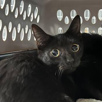 Plum -  Domestic Short Hair Cat for Adoption in Greensboro, North Carolina - Plum | PetCurious