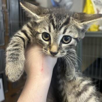 EDNA -  Domestic Short Hair Cat for Adoption in Richmond, California - EDNA | PetCurious