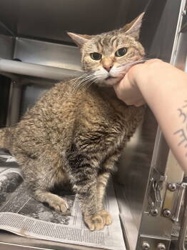 Rescue Domestic Short Hair and Tabby Cats for Adoption - Ladi | PetCurious