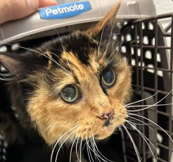 Aurora -  Domestic Long Hair Cat for Adoption in Golden, Colorado - Aurora | PetCurious