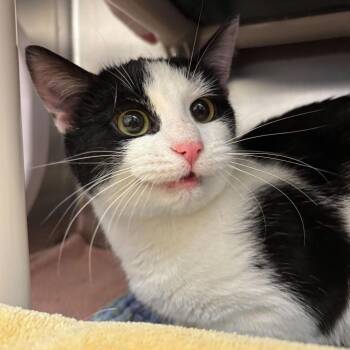 Domestic Short Hair Cats Available for Adoption - Frittata | PetCurious