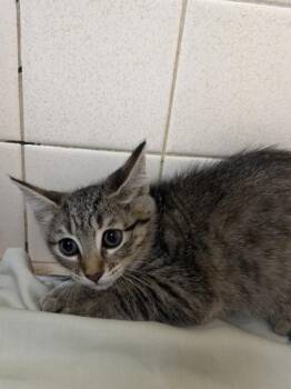 Salsa -  Domestic Short Hair Cat for Adoption in San Antonio, Texas - Salsa | PetCurious