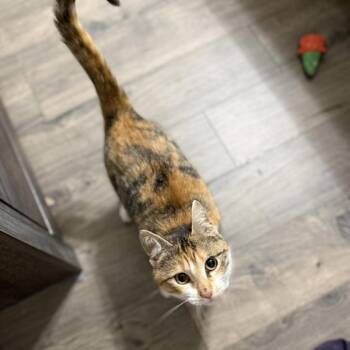 Domestic Short Hair Cats Available for Adoption - Janie | PetCurious
