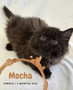 Mocha -  Domestic Medium Hair Cat for Adoption in Mcdonald, Pennsylvania - Mocha | PetCurious