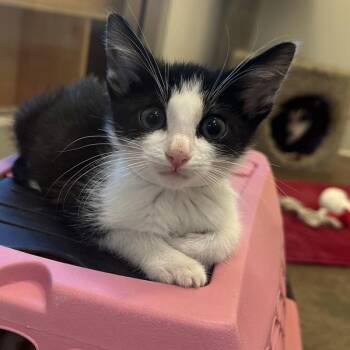 Bash -  Domestic Short Hair Cat for Adoption in Walnut Creek, California - Bash | PetCurious
