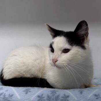 American Shorthair Cats Available for Adoption - Misty | PetCurious