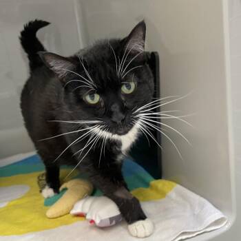 Zola -  Domestic Short Hair Cat for Adoption in Enfield, New Hampshire - Zola | PetCurious