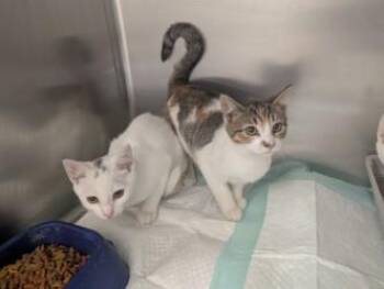 Domestic Short Hair Cats Available for Adoption - Myra17791E | PetCurious