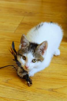 Domestic Short Hair Cats Available for Adoption in Urbana, Ohio - Roberto | PetCurious