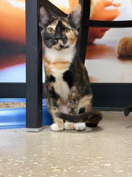 Reese -  Tortoiseshell Cat for Adoption in Auburndale, Florida - Reese | PetCurious