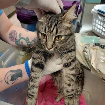 ELLIE -  Domestic Short Hair Cat for Adoption - ELLIE | PetCurious