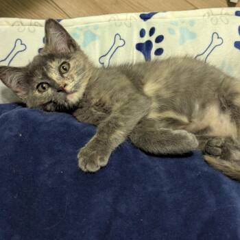 Doralee -  Domestic Short Hair Cat for Adoption in Washougal, Washington - Doralee | PetCurious