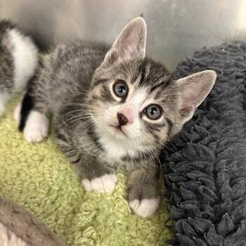 Domestic Short Hair Cats Available for Adoption in North Branford, Connecticut - 26-161 | PetCurious