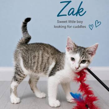 Zak -  Domestic Short Hair Cat for Adoption in Quincy, Ohio - Zak | PetCurious