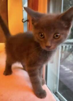 Karl -  American Shorthair Cat for Adoption in Fort Payne, Alabama - Karl | PetCurious