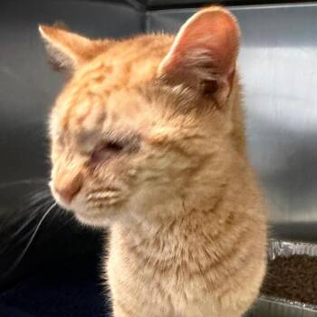 Domestic Short Hair Cats Available for Adoption in Charlottesville, Virginia - Wow Wow Wubbzy | PetCurious