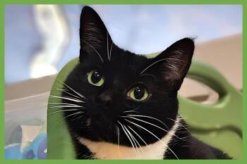 Rescue Domestic Short Hair Cats for Adoption in Amherst, Massachusetts - Lola | PetCurious