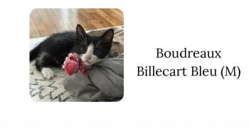 Domestic Short Hair Cats Available for Adoption in Houston, Texas - Boudreaux Billecart-Bleu | PetCurious