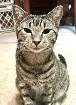 Westley -  Domestic Short Hair Cat for Adoption in Andover, Connecticut - Westley | PetCurious