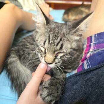 Mango -  Tabby and Domestic Short Hair Cat for Adoption in Smithfield, North Carolina - Mango | PetCurious