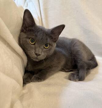 Russo -  Domestic Short Hair Cat for Adoption in Greensboro, North Carolina - Russo | PetCurious