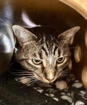 Domestic Short Hair Cats Available for Adoption in South Lake Tahoe, California - AUBREY | PetCurious
