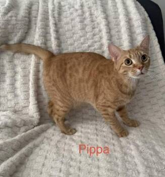 Pippa -  Domestic Short Hair Cat for Adoption in Boca Raton, Florida - Pippa | PetCurious