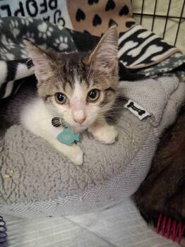 Butters -  Domestic Short Hair Cat for Adoption in Cincinnati, Ohio - Butters | PetCurious