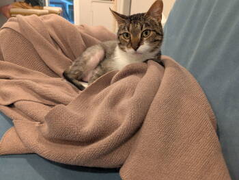 Rescue Domestic Short Hair Cats for Adoption in Fishers, Indiana - Midas | PetCurious