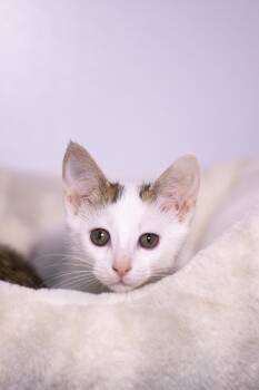 Bran -  Domestic Short Hair Cat Available for Adoption in Collierville, Tennessee - Bran | PetCurious