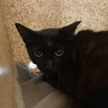 Domestic Short Hair Cats Available for Adoption in Pasadena, California - Moira | PetCurious