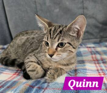 Quinn -  Tabby Cat for Adoption in Quail Heights, Florida - Quinn | PetCurious