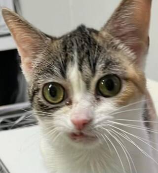 Trixie -  Domestic Short Hair Cat for Adoption in Saginaw, Michigan - Trixie | PetCurious