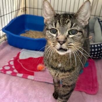 Cleo -  Domestic Short Hair Cat for Adoption in Concord, New Hampshire - Cleo | PetCurious