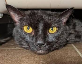 Lexi -  Domestic Short Hair Cat for Adoption in Bellevue, Washington - Lexi | PetCurious