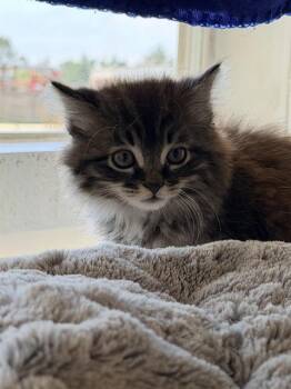 CRADLE* -  Domestic Long Hair Cat Available for Adoption in Santa Cruz, California - CRADLE* | PetCurious