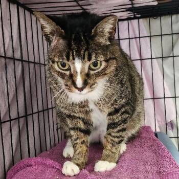 Domestic Short Hair Cats Available for Adoption in Merrifield, Virginia - Toto Wallace | PetCurious