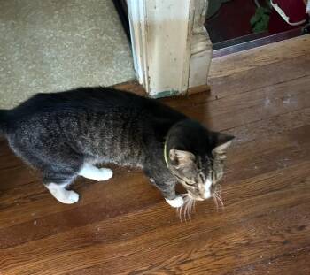 Rescue Domestic Short Hair Cats for Adoption in New Rochelle, New York - Xxx MArio And Luigi Xxx COURTESY LISTING | PetCurious