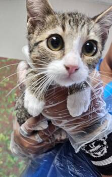 Toe -  Domestic Short Hair Cat for Adoption in San Antonio, Texas - Toe | PetCurious